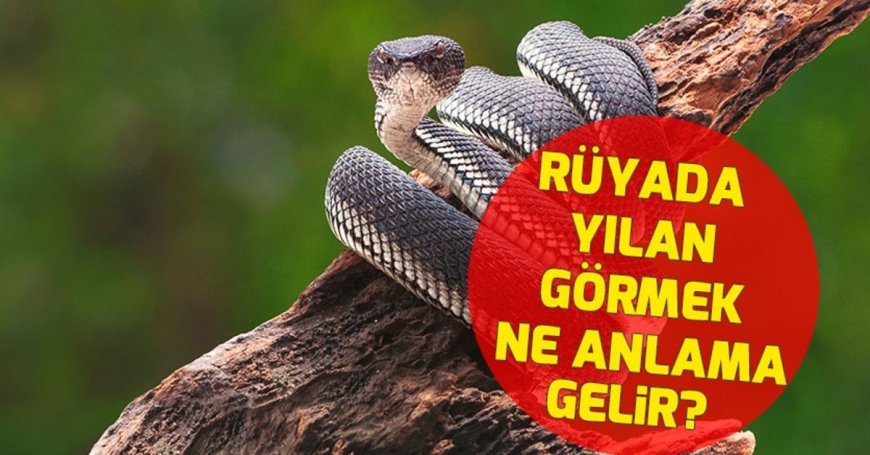 Rüyada Yılan Görmek: İyi veya Kötüye İşaret Mi?