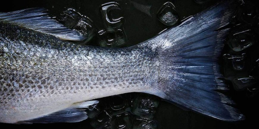 Rüyada Balık Görmek: İçsel Duygusal Denge ve Huzur