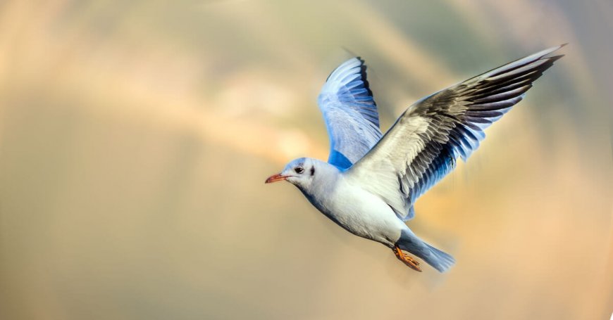 Rüyada Uçan Kuşlar Görmek: Özgürlük, Yaratıcılık ve Hayal Gücü