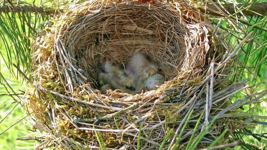 Rüyada Kuş Yuvası Görmek: Yuva Kurma, Güvenlik ve Aidiyet