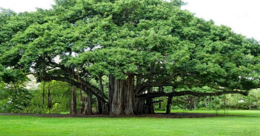 Rüyada Ağaç Görmek: Büyüme, Dayanıklılık ve Doğal Bağlantı