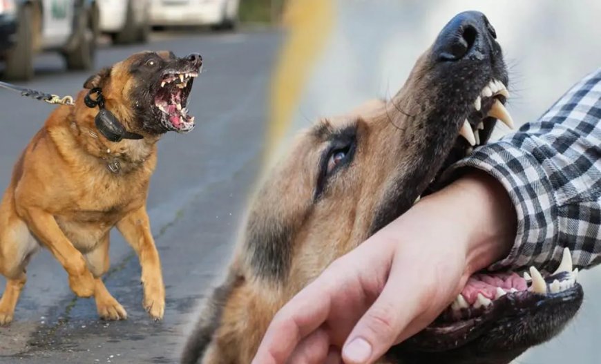 Rüyada Köpek Isırması: Tehdit, Güvensizlik ve İhanet