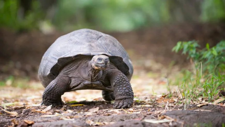 Rüyada Kaplumbağa Görmek: Sabır, Dayanıklılık ve Yavaş İlerleme