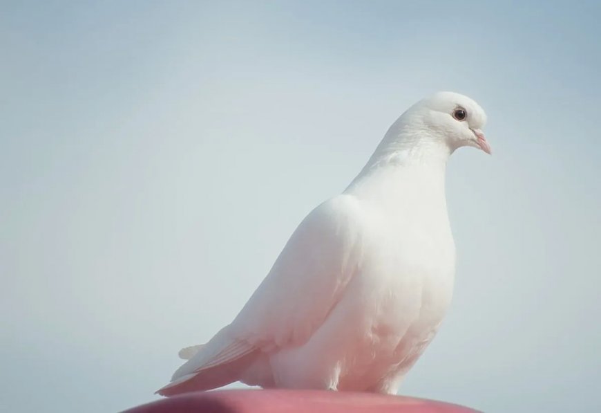 Rüyada Beyaz Güvercin Görmek: Barış, Saflik ve Ruhsal Yükseliş
