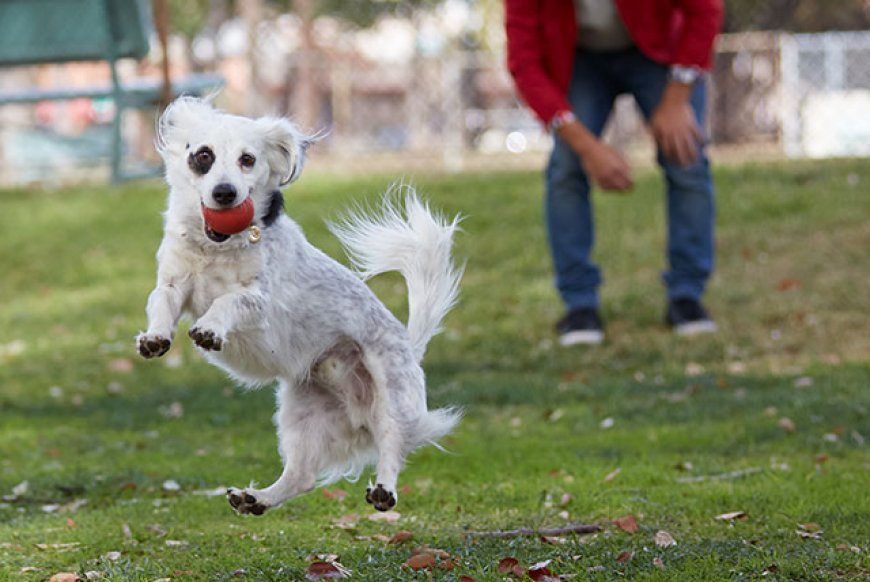 Rüyada Köpekle Oynamak: Sadakat, Dostluk ve Sevgi Paylaşımı